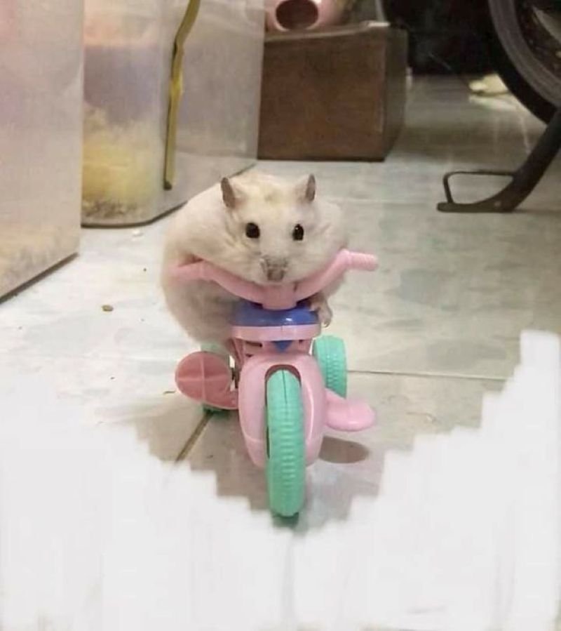 meme hamster biểu cảm ngơ ngác cực cute