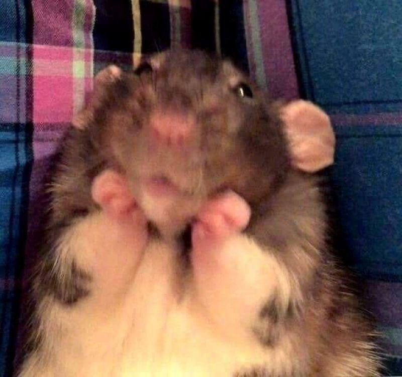 meme hamster cute dành cho ngày nhiều năng lượng