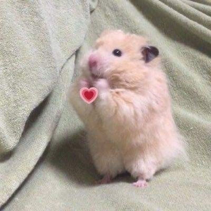 meme hamster cute khiến ai cũng cười