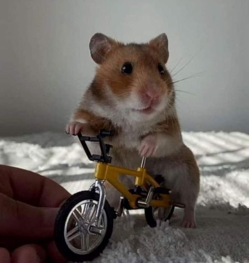 meme hamster cute khiến bạn cười cả ngày