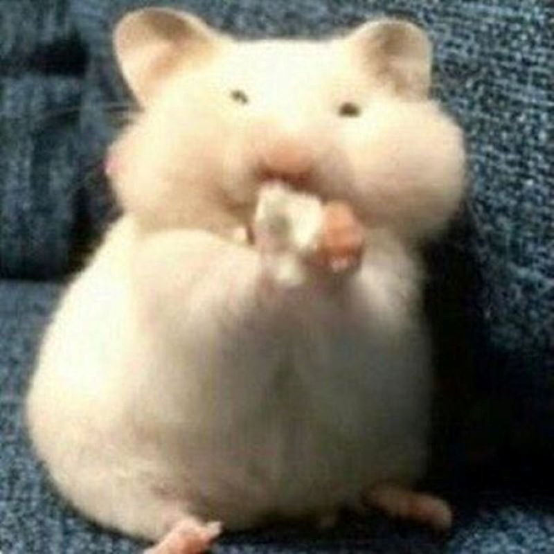 meme hamster cute khiến cộng đồng thích thú
