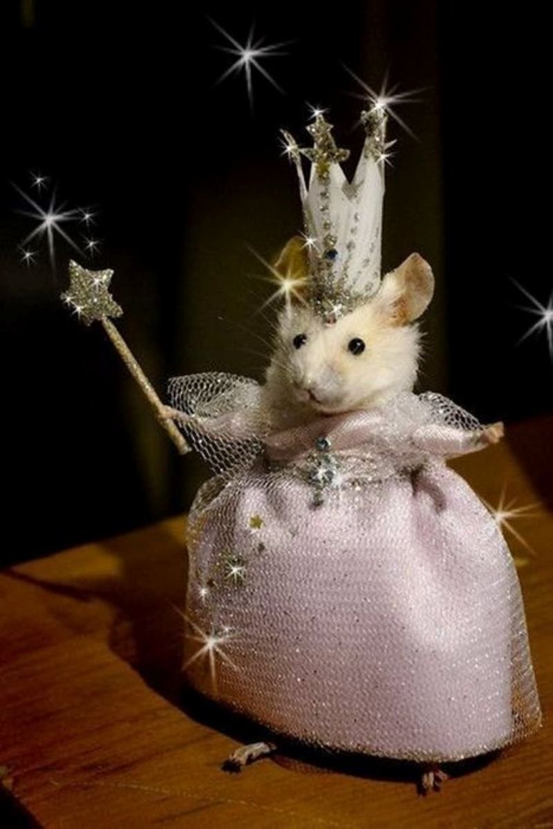meme hamster cute và những biểu cảm siêu hài