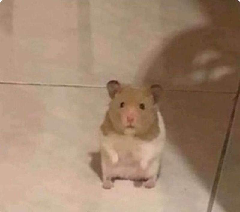 meme hamster cute với khoảnh khắc siêu lầy