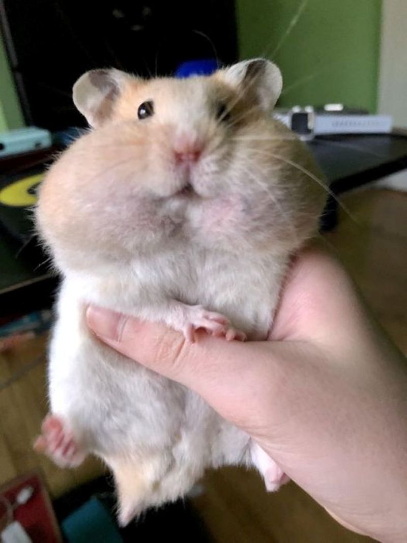 meme hamster đáng yêu cực kỳ bắt mắt