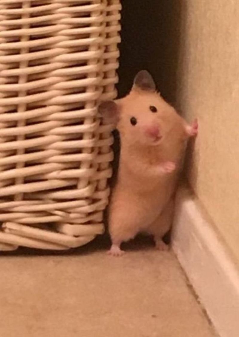 meme hamster đáng yêu hài hước nhất