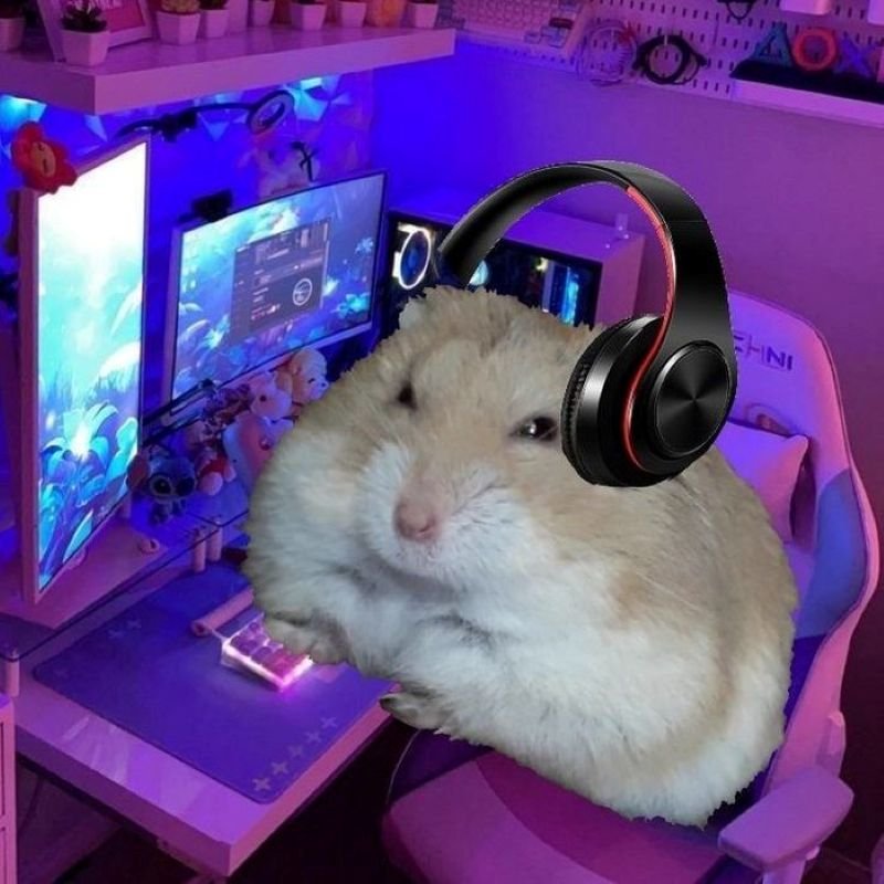 meme hamster đáng yêu khiến người xem thích thú