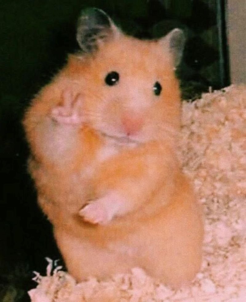 meme hamster đáng yêu nhìn cực kỳ vui