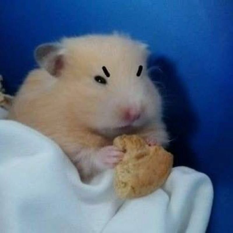 meme hamster đáng yêu và lầy lội