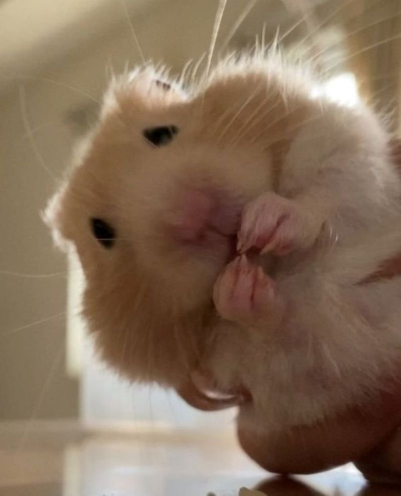 meme hamster đáng yêu với biểu cảm độc lạ