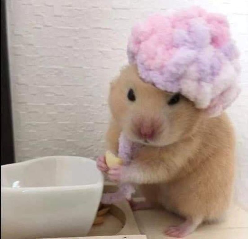 meme hamster dễ thương khiến tim tan chảy
