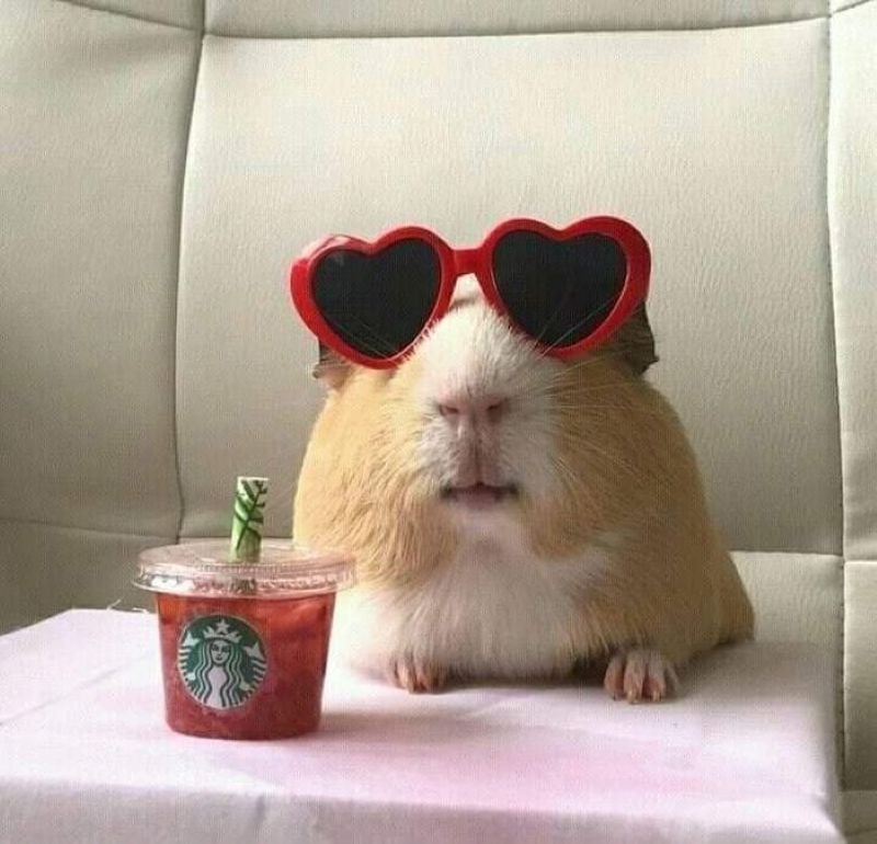 meme hamster hài hước cực viral trên mạng