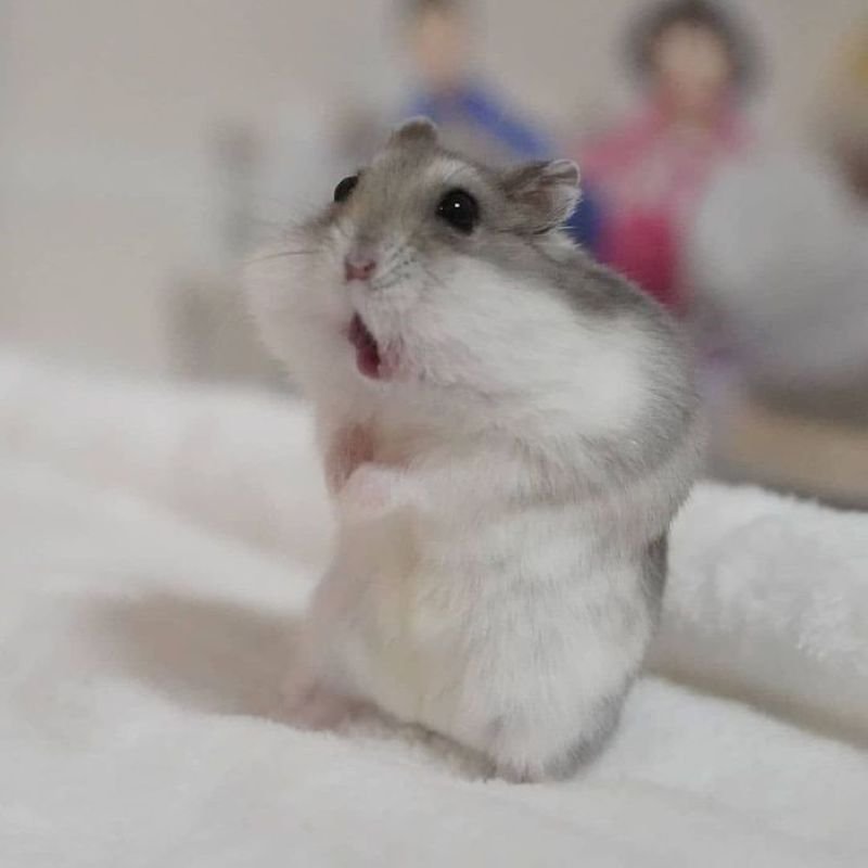 meme hamster hài hước đang được chia sẻ