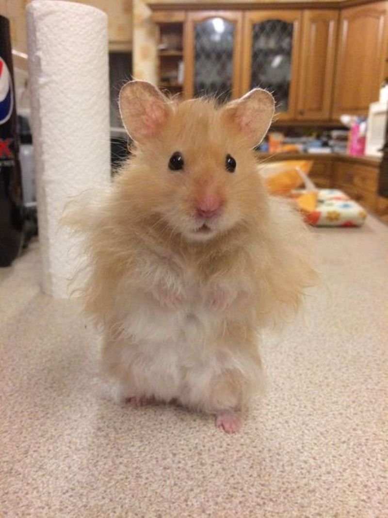 meme hamster hài hước đang gây sốt
