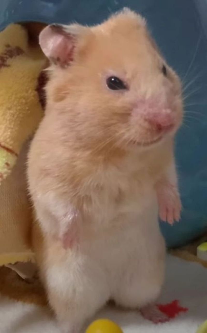 meme hamster hài hước nhìn là bật cười