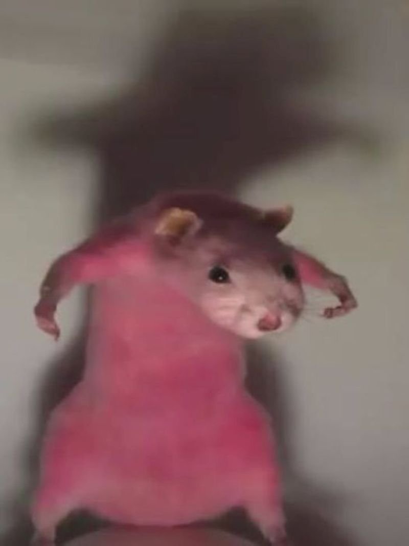 meme hamster hài hước nhìn mãi không chán