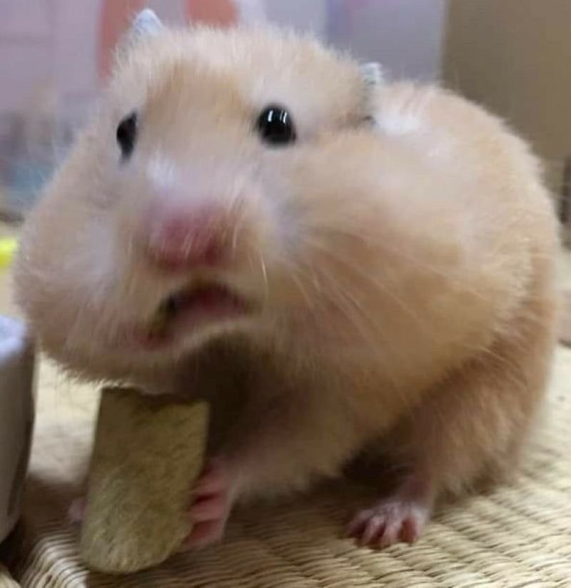 meme hamster hài hước với gương mặt cực phẩm