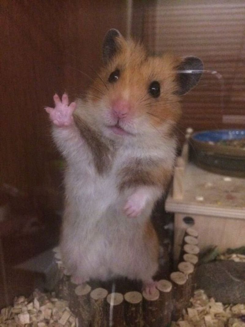 meme hamster lầy lội đang được yêu thích