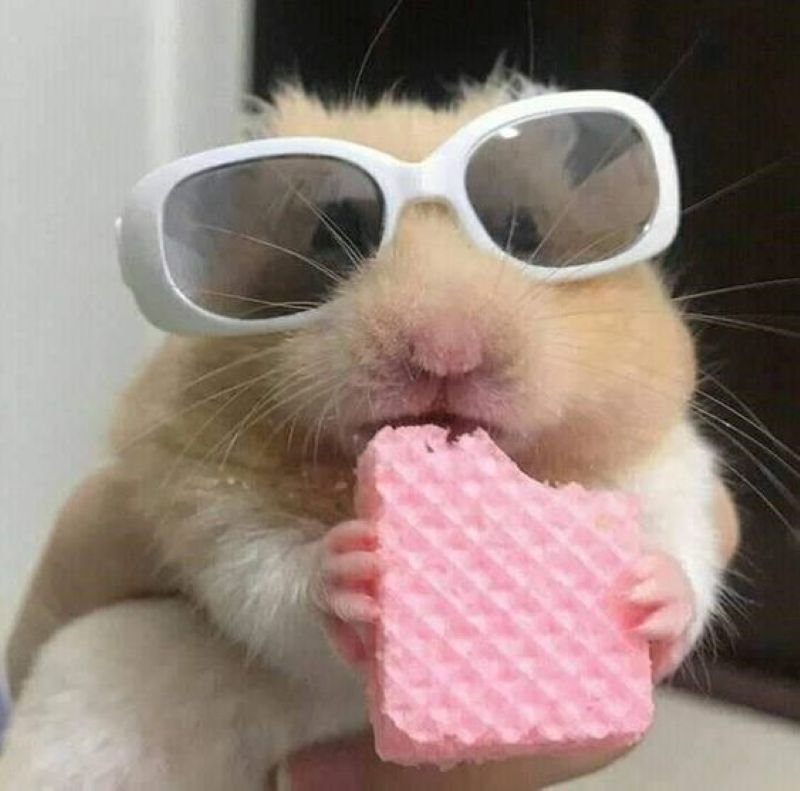 meme hamster lầy lội với biểu cảm bá đạo