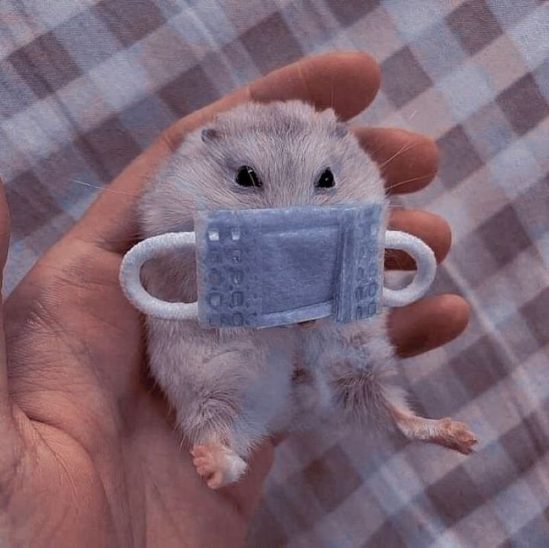 meme hamster ngơ ngác nhìn cực hài