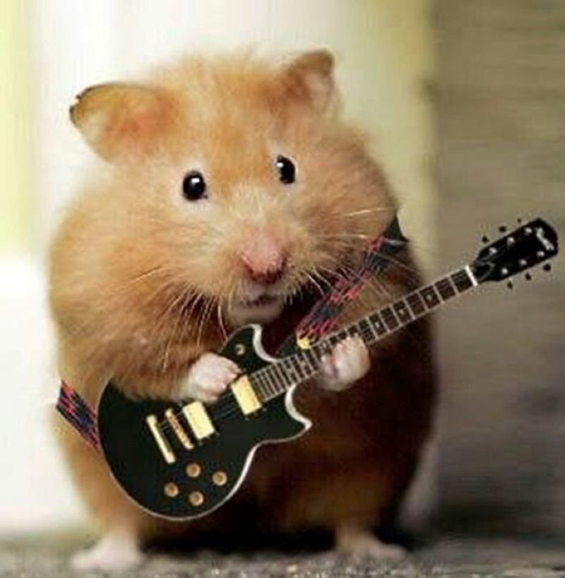 meme hamster ngơ ngác siêu đáng yêu