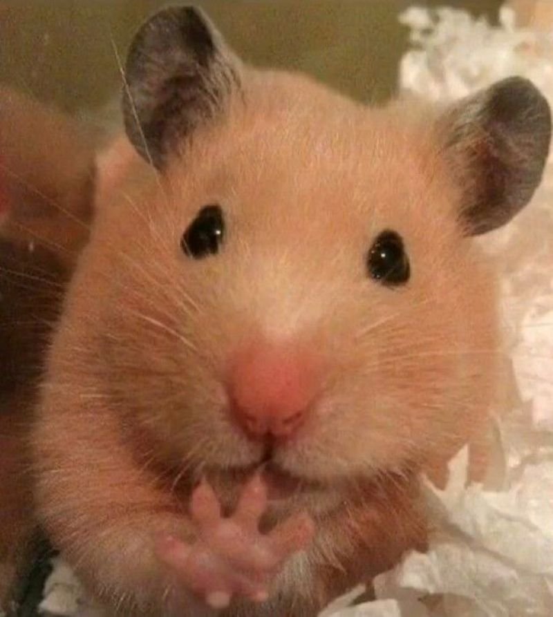 meme hamster ngộ nghĩnh cực kỳ đáng yêu