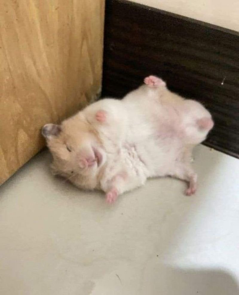 meme hamster ngộ nghĩnh khiến ai cũng mê