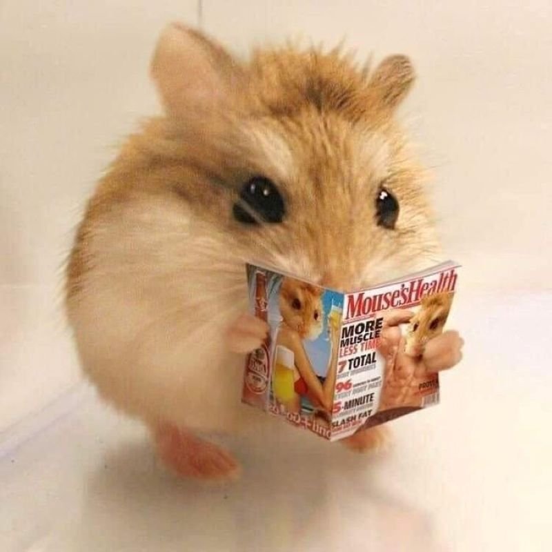 meme hamster ngộ nghĩnh với khoảnh khắc bất ngờ