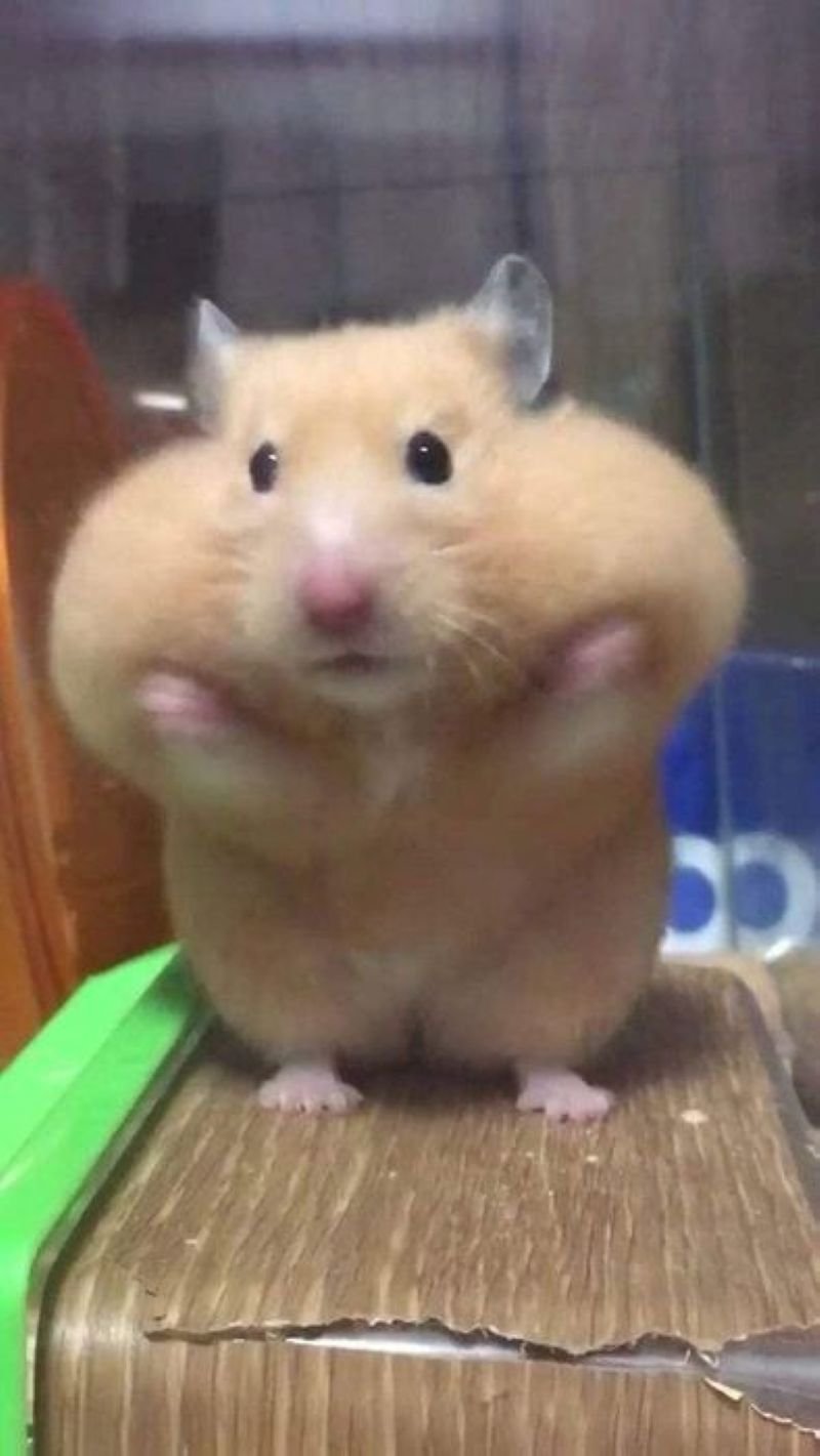 meme hamster với biểu cảm bá đạo