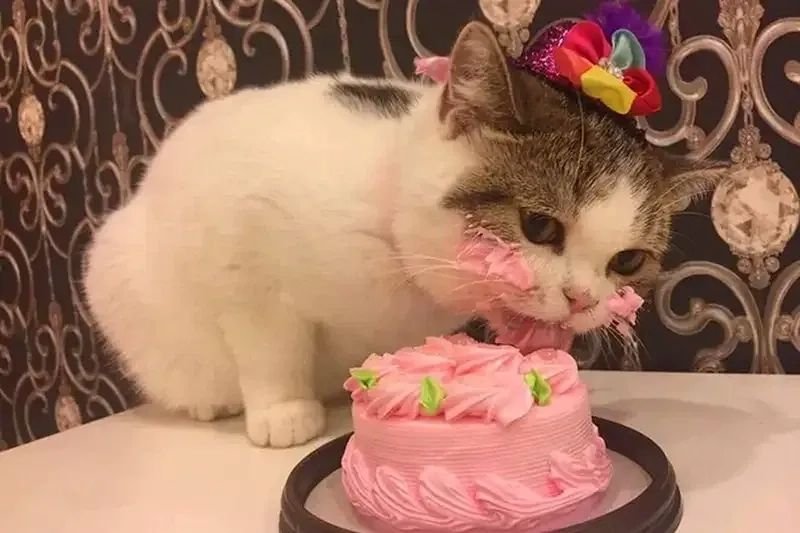 meme happy birthday chúc tuổi mới