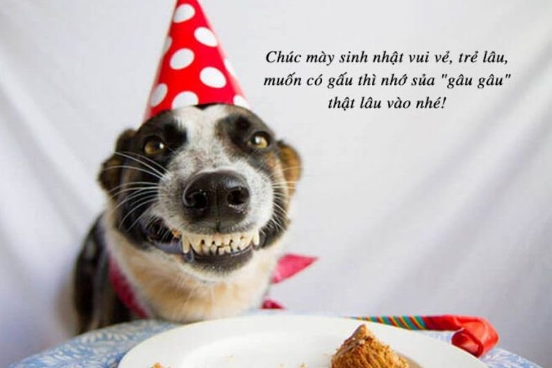 meme happy birthday cực lầy lội