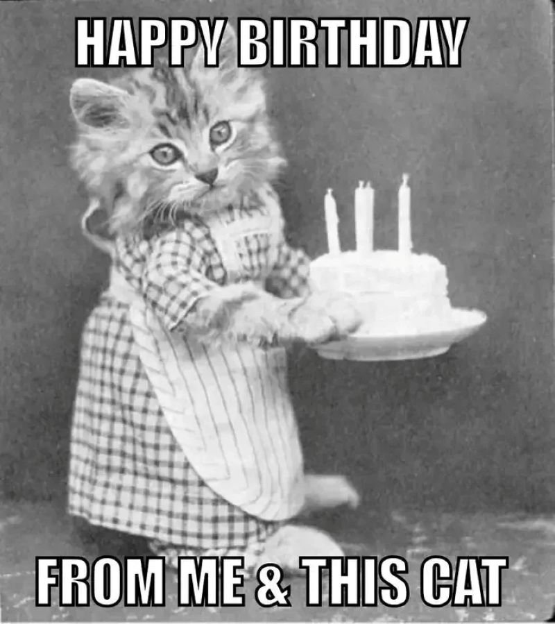 meme happy birthday hài hước đáng yêu