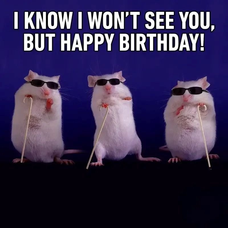 meme happy birthday hài hước khó đỡ