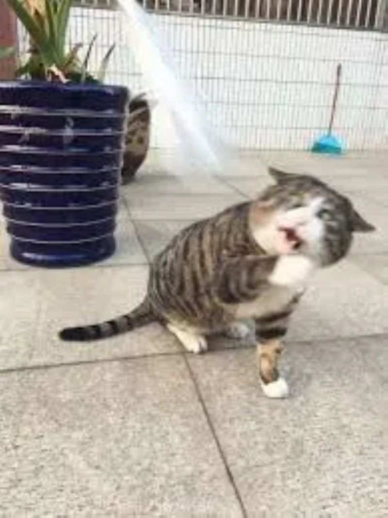meme hoảng hốt trước cú sốc lớn