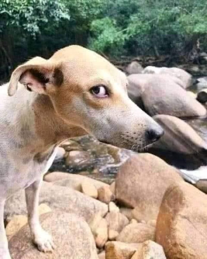 meme khinh bỉ bá đạo nhất trên mạng xã hội