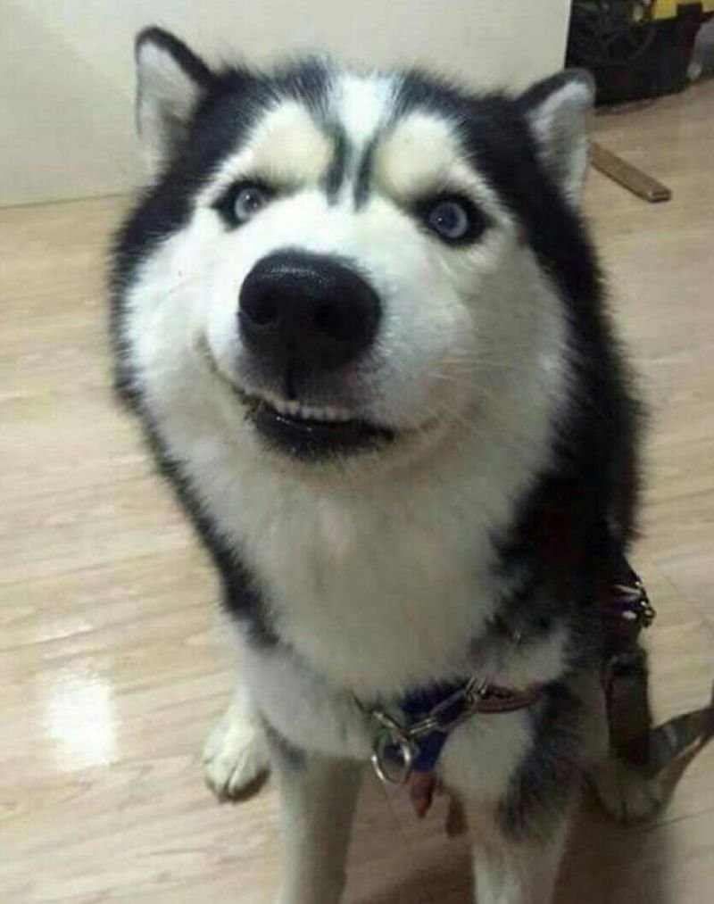 meme khinh bỉ biểu cảm không thể coi thường
