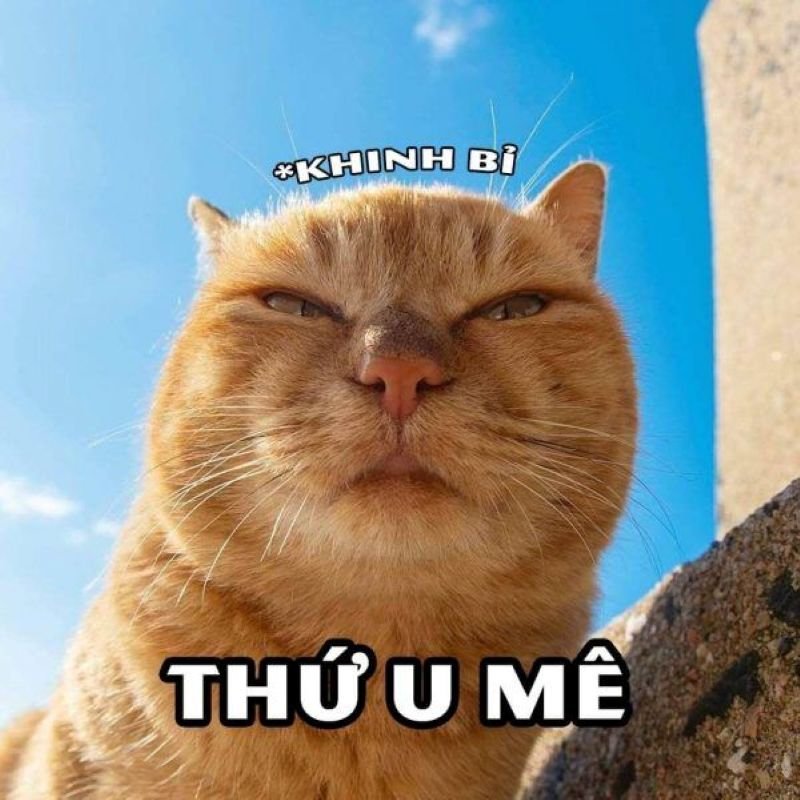 meme khinh bỉ cực viral dành cho giới trẻ