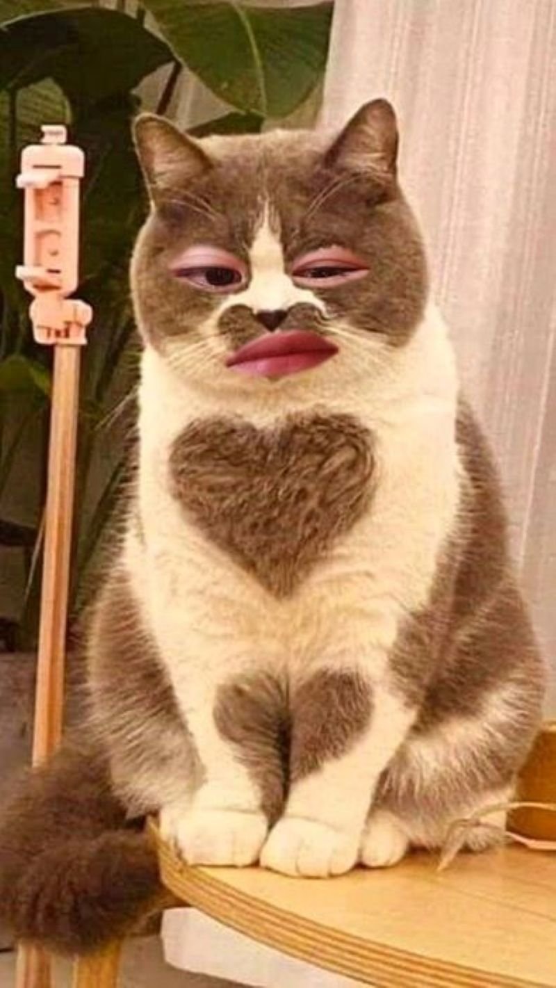 meme khinh bỉ độc lạ khiến dân mạng thích thú