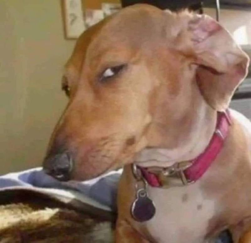 meme khinh bỉ dùng để đáp trả cực chất