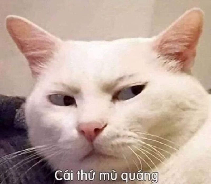 meme khinh bỉ dùng khi muốn cà khịa nhẹ