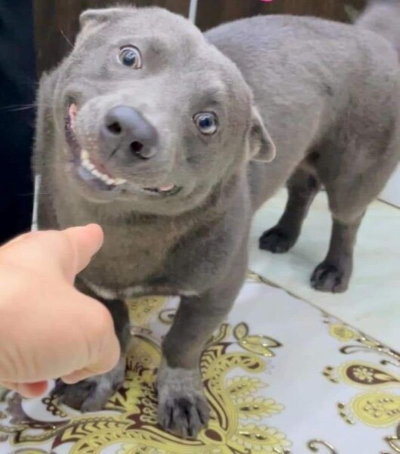 meme khinh bỉ hài hước cho mọi cuộc trò chuyện