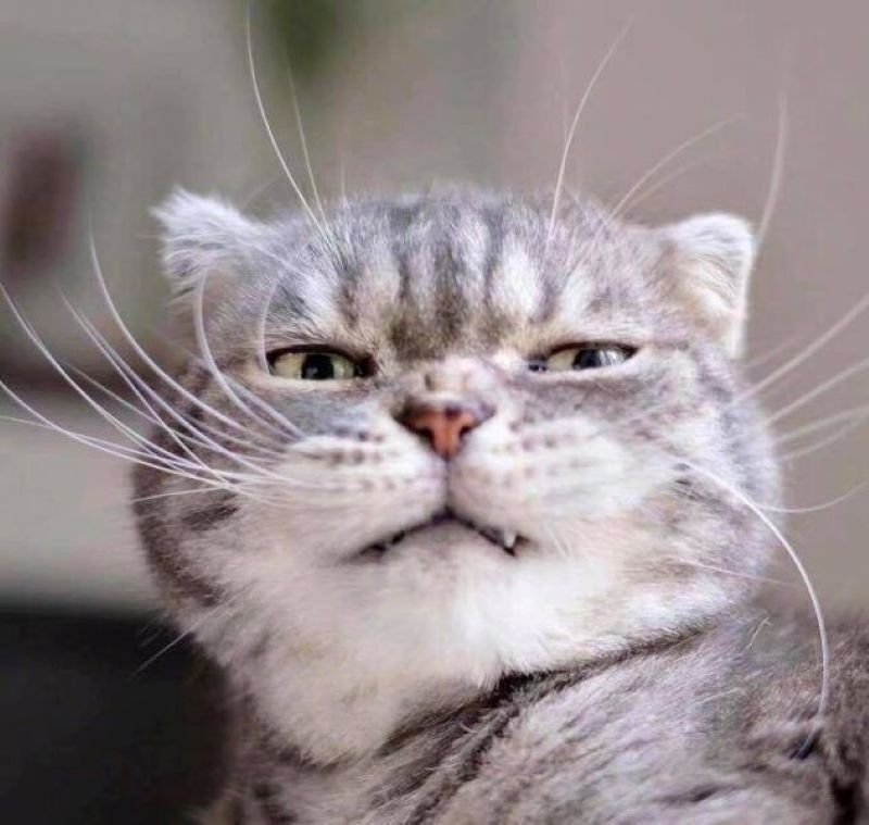 meme khinh bỉ khiến cuộc trò chuyện thêm mặn