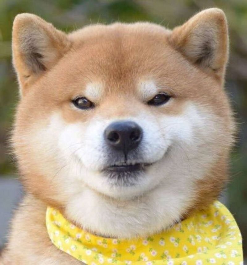 meme khinh bỉ siêu hài khiến bạn cười lớn