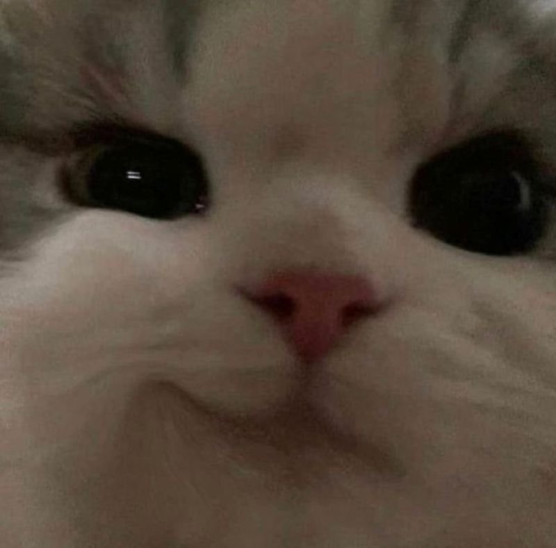 meme khinh bỉ thể hiện thái độ không nể