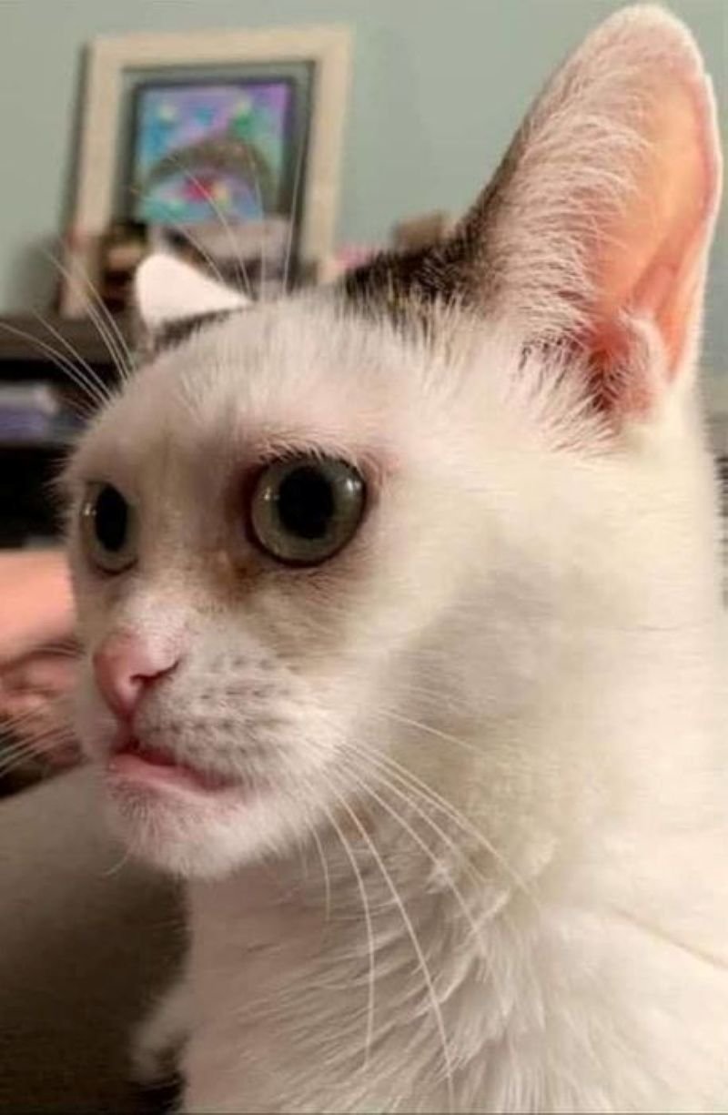 meme khinh bỉ với biểu cảm cực bá đạo