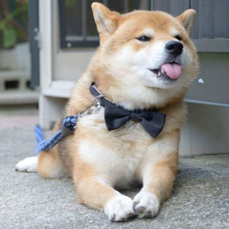 meme khinh bỉ với loạt biểu cảm khó đỡ