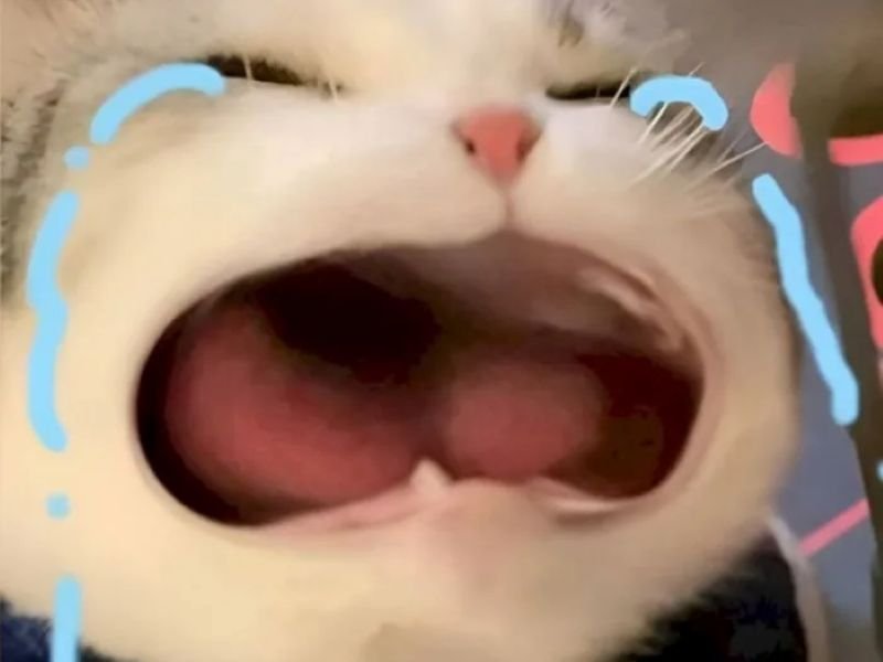 meme khóc nhìn cực tội