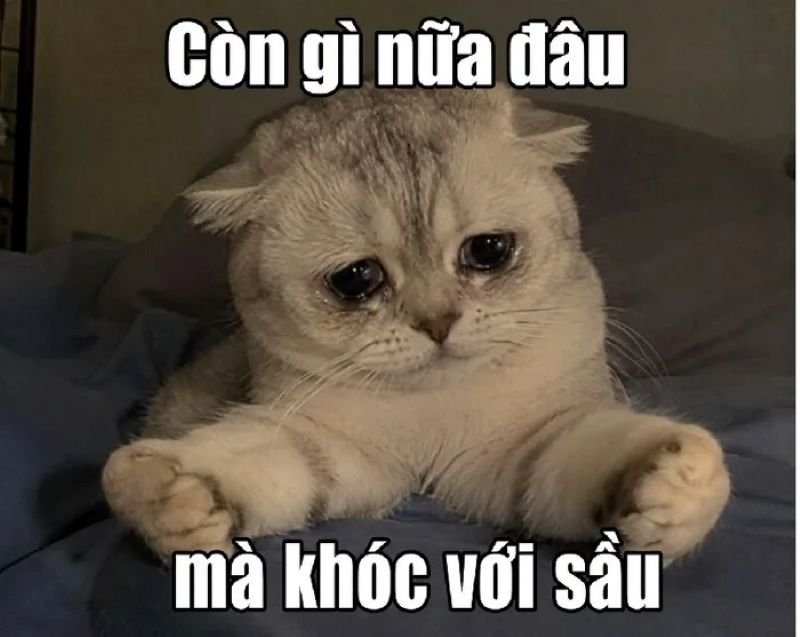 meme khóc trong tuyệt vọng