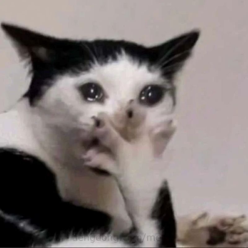 meme khóc vì quá mệt mỏi
