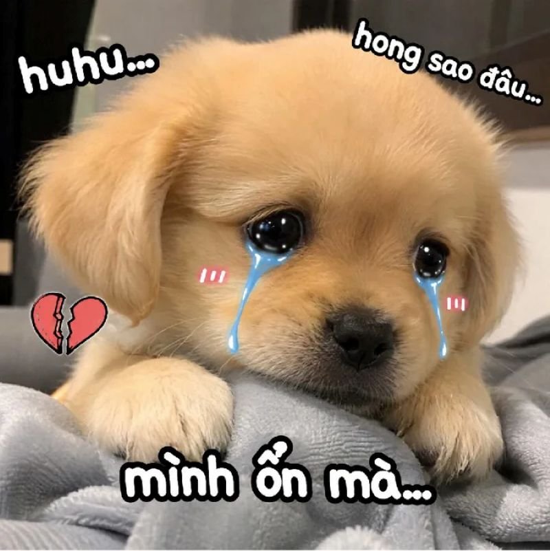 meme khóc với gương mặt bất lực