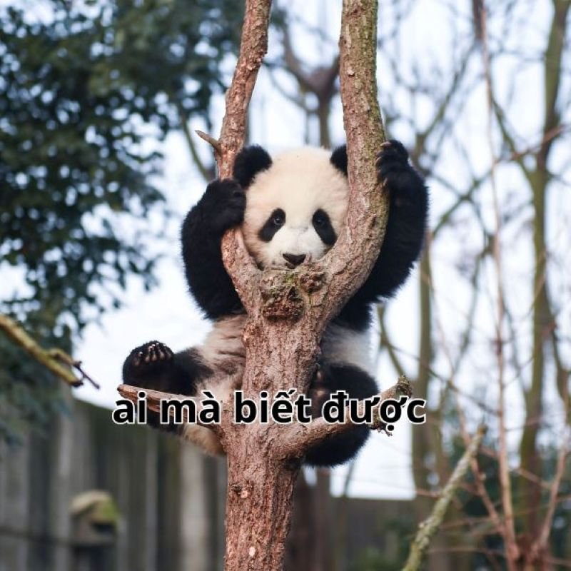 meme không cần caption vẫn hài meme không cần caption vẫn hài